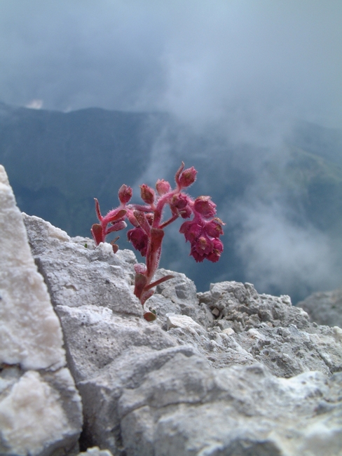 Saxifraga porophylla / Sassifraga porosa